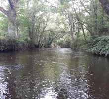 le Lié